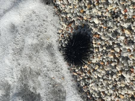 Animal, Beach, Invertebrate, Pebble, Plant, Road, Rock, Sea Life, Sea urchin, Urchin