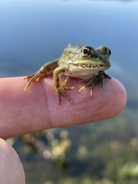 Amphibian, Animal, Body Part, Finger, Frog, Hand, Lizard, Nistru, Person, Reptile, Wildlife