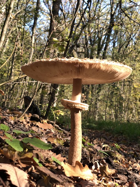 Agaric, Amanita, Autumn, Forestî, Fungus, Mushroom, Plant