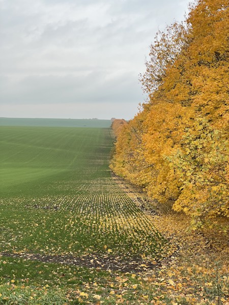 Autumn, Countryside, Field, Gold, Grass, Grassland, Green, Land, Meadow, Nature, Outdoors, Scenery, Tree, Wheat