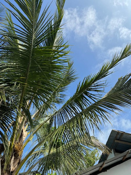 Palm