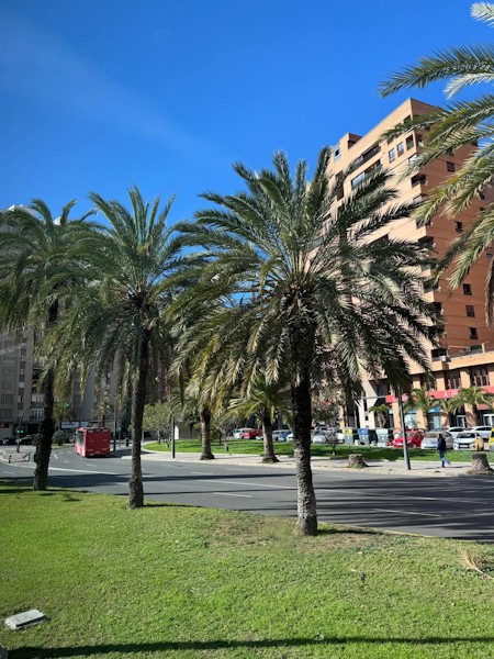 palm tree