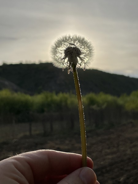 Beautiful, Body Part, Dandelion, Finger, Flower, Hand, Person, Plant
