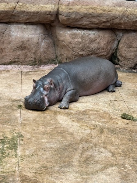 Animal, Animals, Hippo, Hippopotamus, Mammal, Pig, Wildlife, Zoo