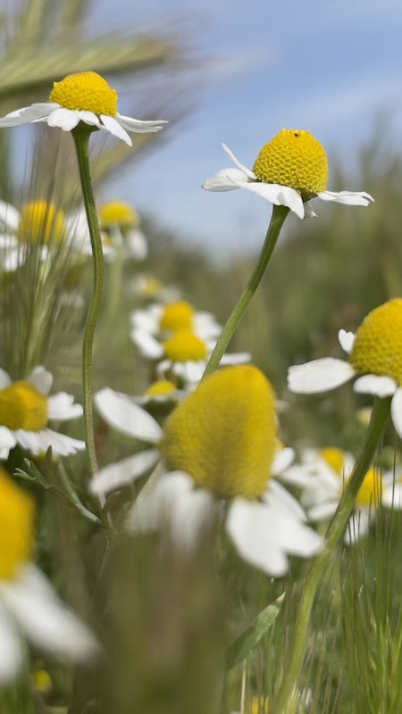 Daisy, Flower, Petal, Plant, Pollen