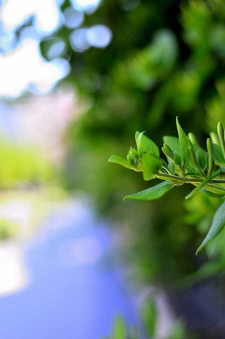 green fence