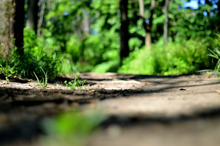 Gravel, Ground, Land, Outdoors, Path, Plant, Road, Soil, Tree, Vegetation