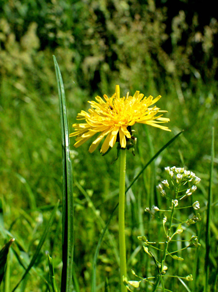 Dandelion