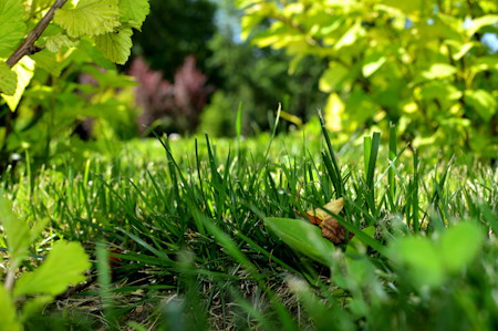 Grass