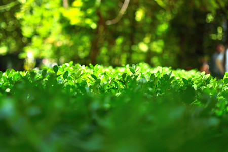 Buxus sempervirens