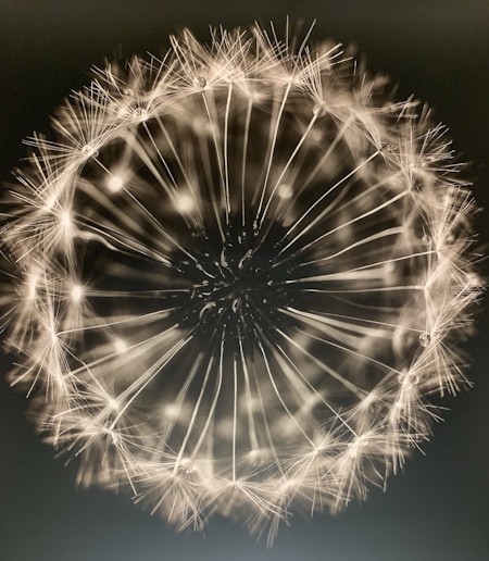 Dandelion