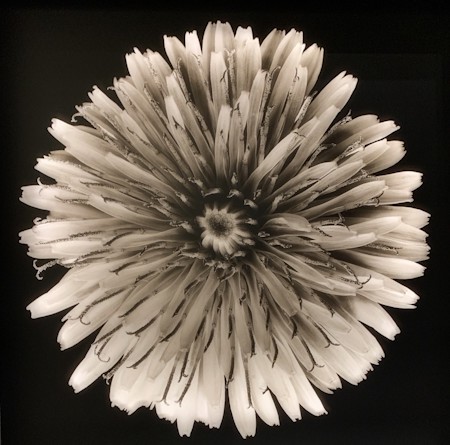 Dahlia
