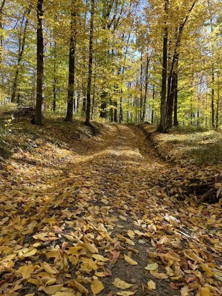 Autumn