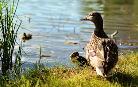 A Duckling's Journey