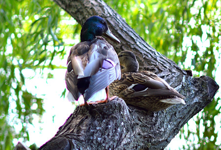 Ducks resting in the shade