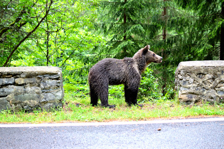The King of the Transfăgărășan