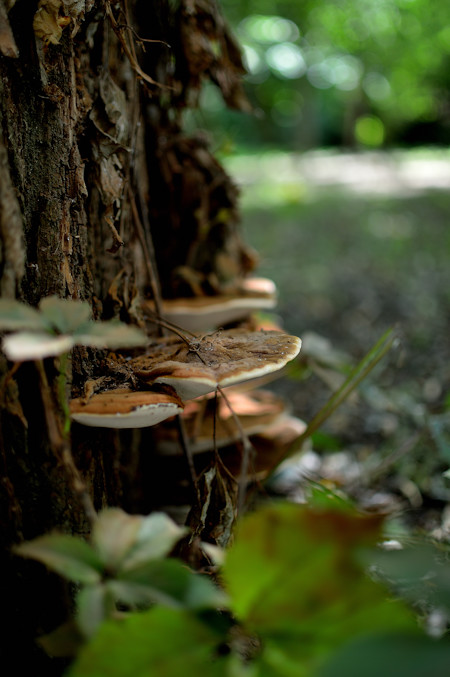 Agaric