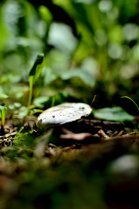 mini mushroom