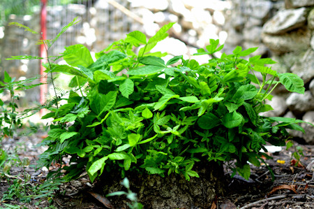 Cilantro