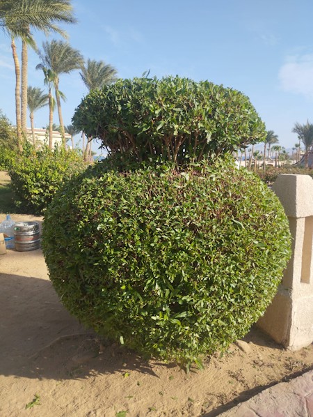 Bush