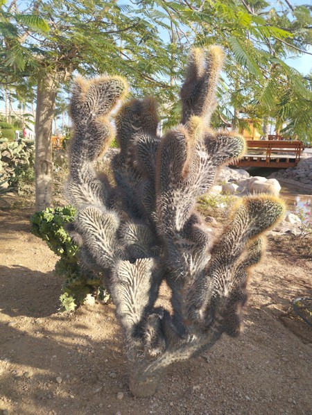 Animal, Bear, Cactus, Cactus, succulents, desert, nature, Mediterranean, plants, outdoor, Mammal, Person, Plant, Wildlife