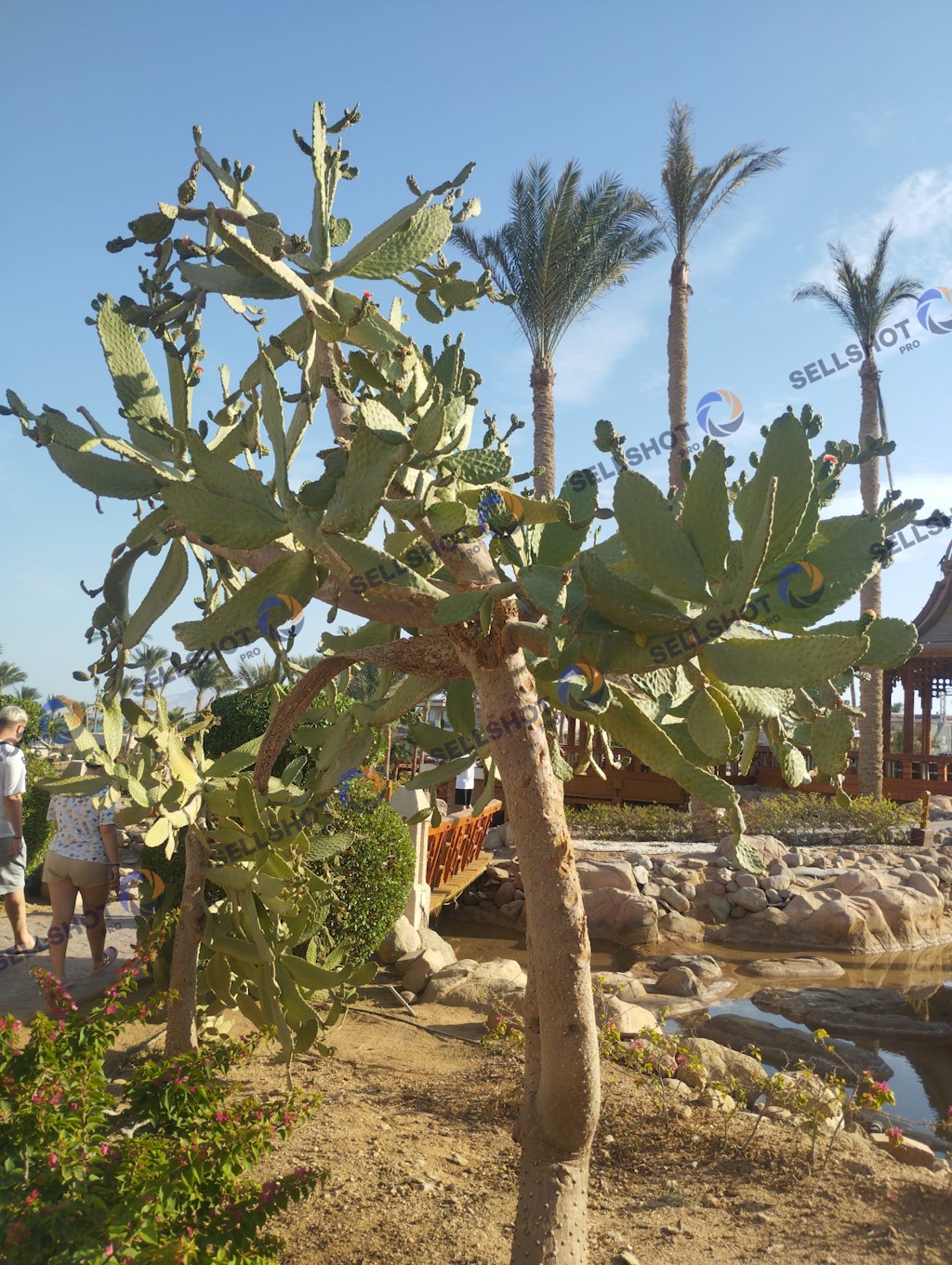 A collection of cacti and desert plants captured in a warm, natural Mediterranean landscape.