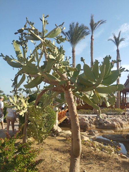 Cactus, succulents, desert, nature, Mediterranean, plants, outdoor, Herbal, Leaf, Palm Tree, Potted Plant, Rock, Shelter, Soil, Summer, Tree, Vegetation