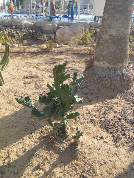 Cactus, succulents, desert, nature, Mediterranean, plants, outdoor, Chair, Handbag, Leaf, Person, Plant, Potted Plant, Rock, Soil, Tree, Vegetation