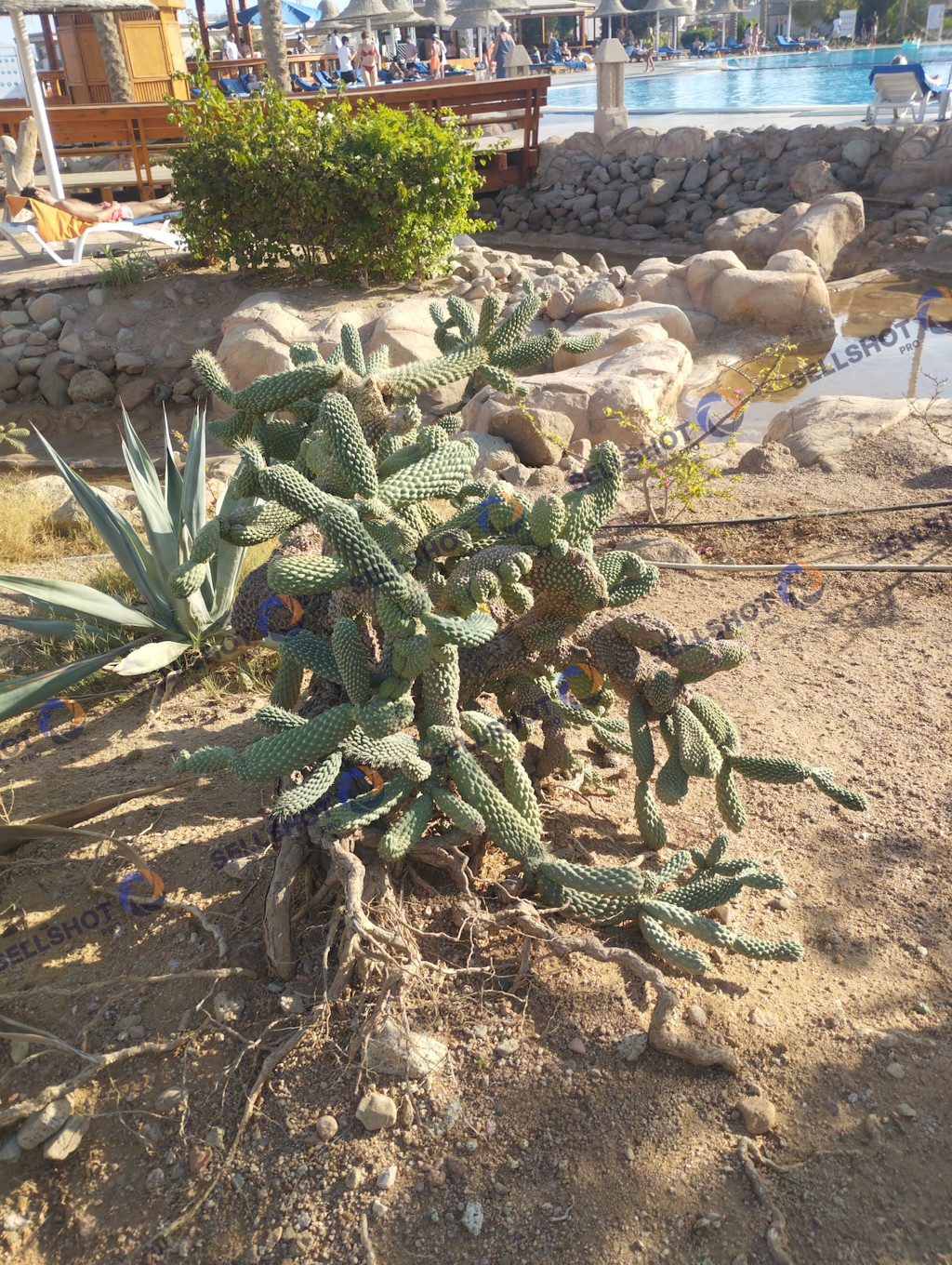 A collection of cacti and desert plants captured in a warm, natural Mediterranean landscape.