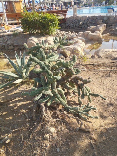 Cactus, succulents, desert, nature, Mediterranean, plants, outdoor