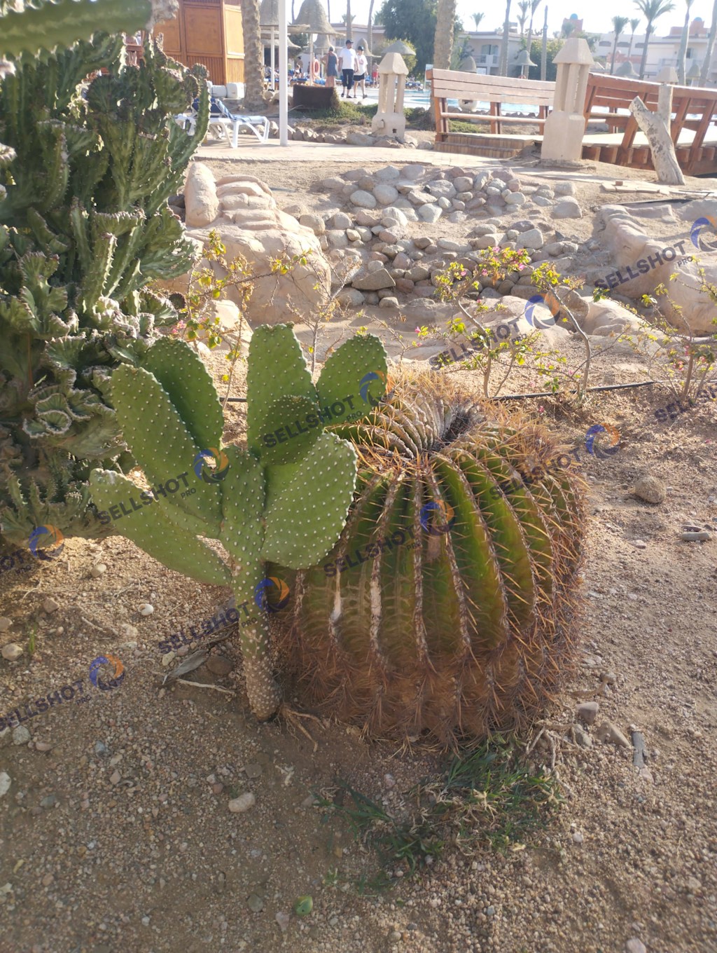 A collection of cacti and desert plants captured in a warm, natural Mediterranean landscape.