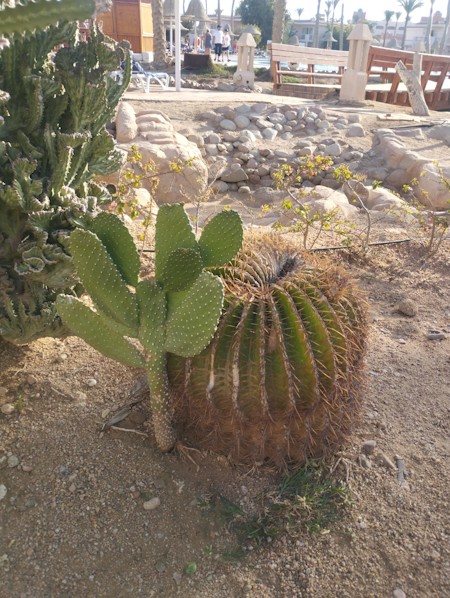 Cactus