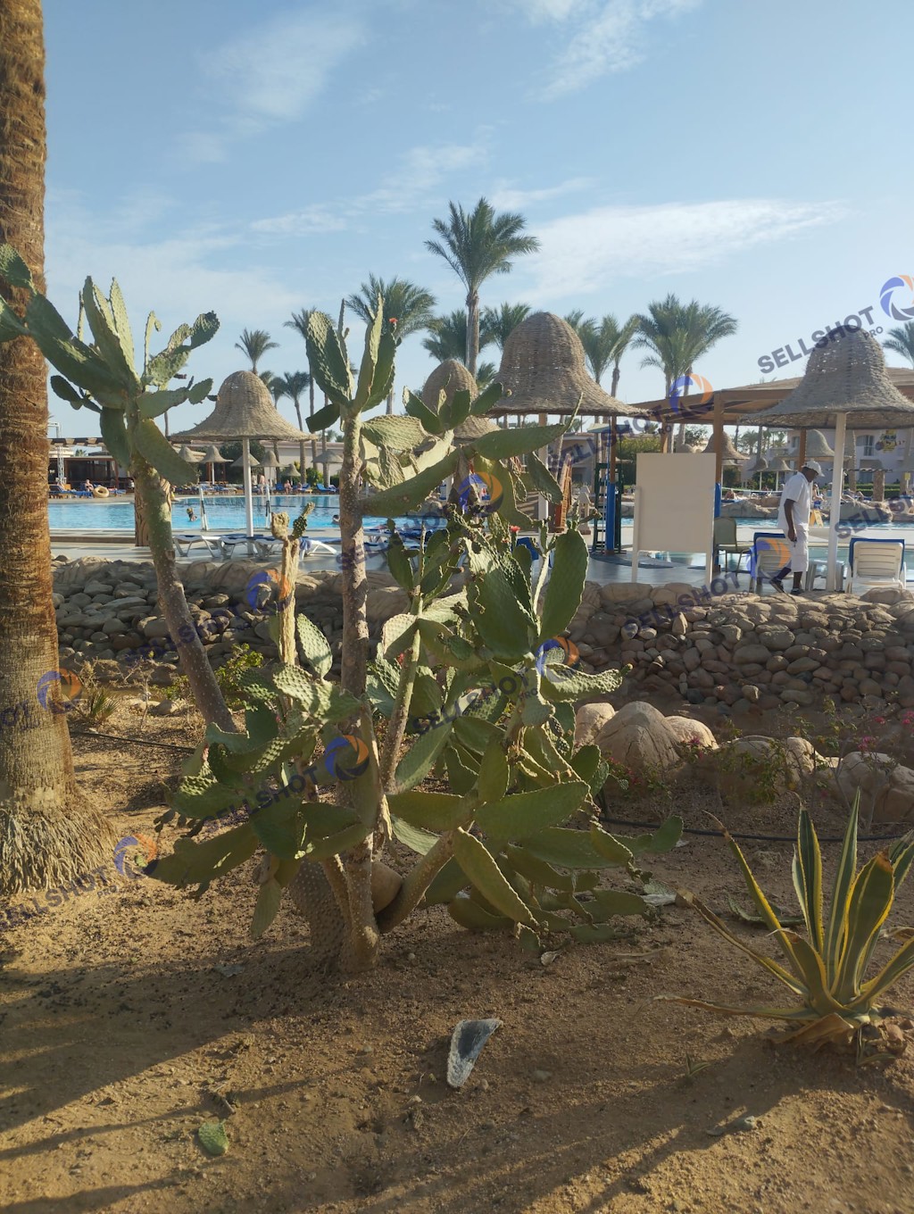 A collection of cacti and desert plants captured in a warm, natural Mediterranean landscape.