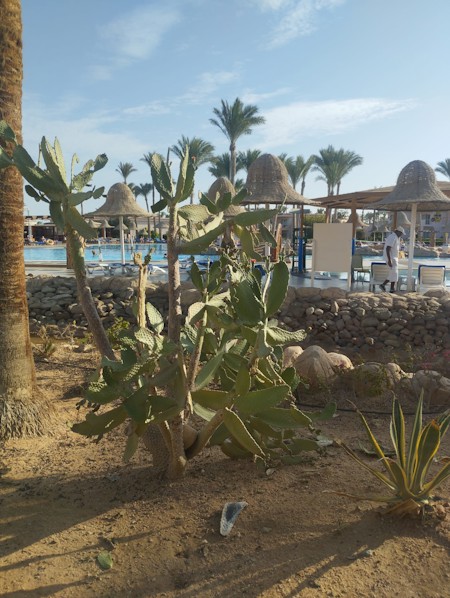 Beach, Cactus, succulents, desert, nature, Mediterranean, plants, outdoor, Herbal, Palm Tree, Person, Potted Plant, Shelter, Soil, Summer, Tree, Vegetation