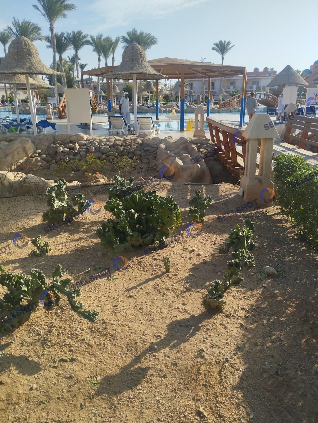 A collection of cacti and desert plants captured in a warm, natural Mediterranean landscape.