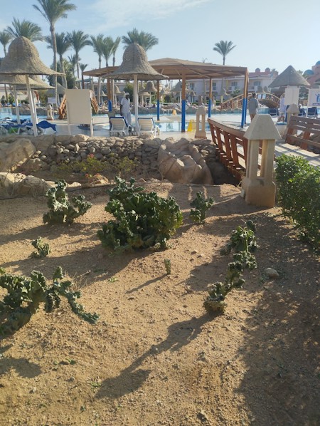 Cactus, succulents, desert, nature, Mediterranean, plants, outdoor