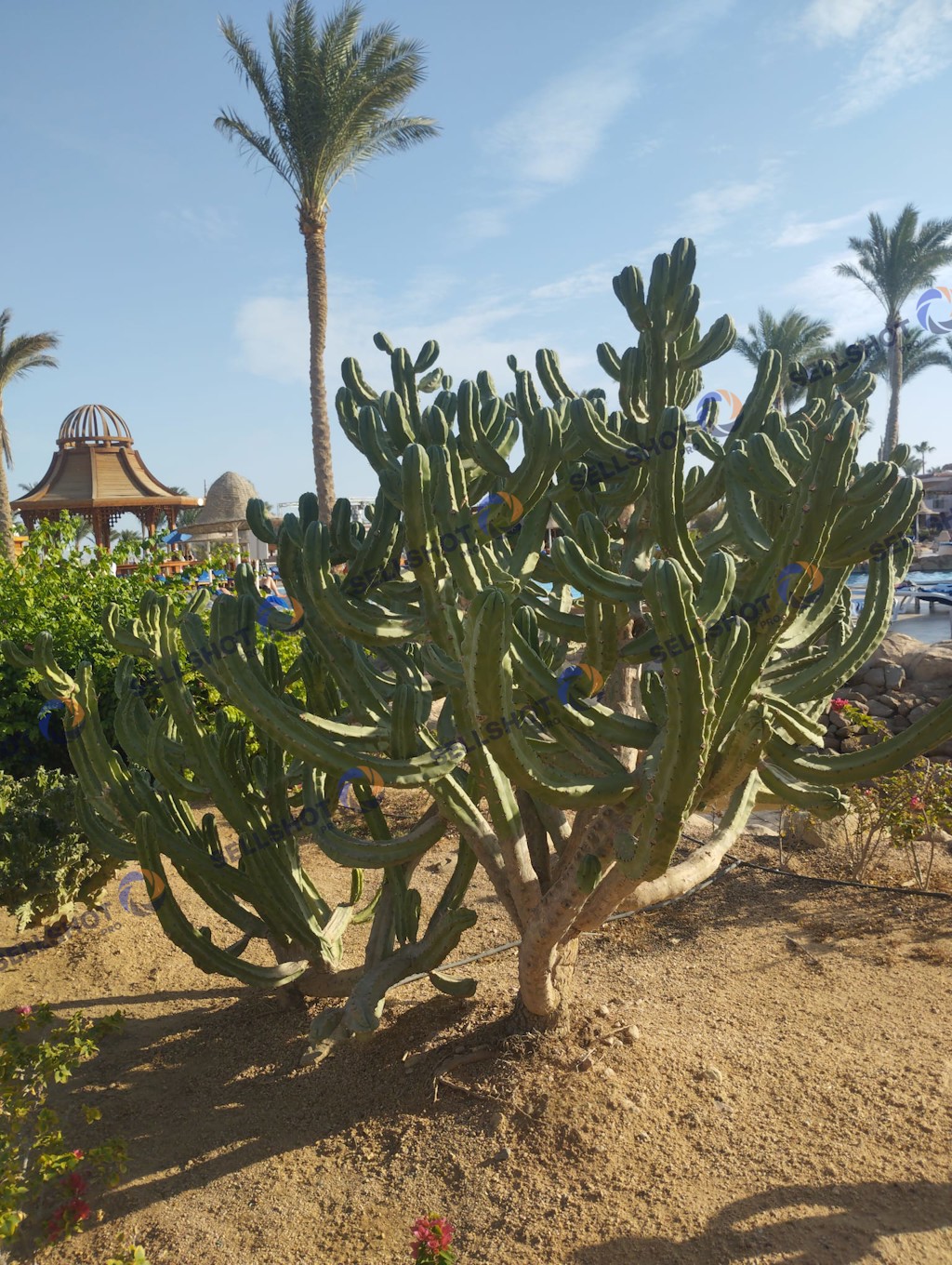 A collection of cacti and desert plants captured in a warm, natural Mediterranean landscape.