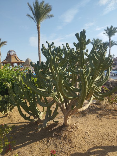 Cactus