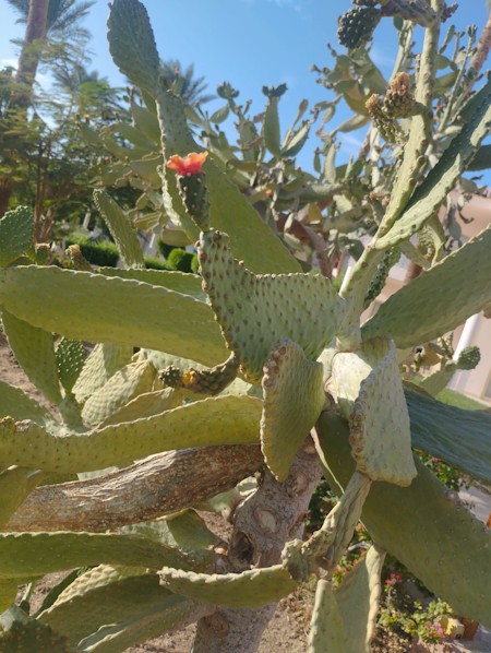 Cactus, Cactus, succulents, desert, nature, Mediterranean, plants, outdoor, Plant