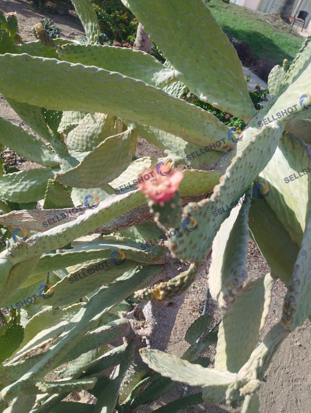 A collection of cacti and desert plants captured in a warm, natural Mediterranean landscape.