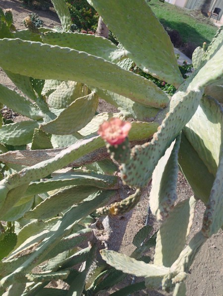Cactus, Cactus, succulents, desert, nature, Mediterranean, plants, outdoor, Plant