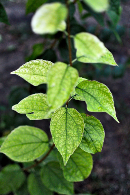Acanthaceae