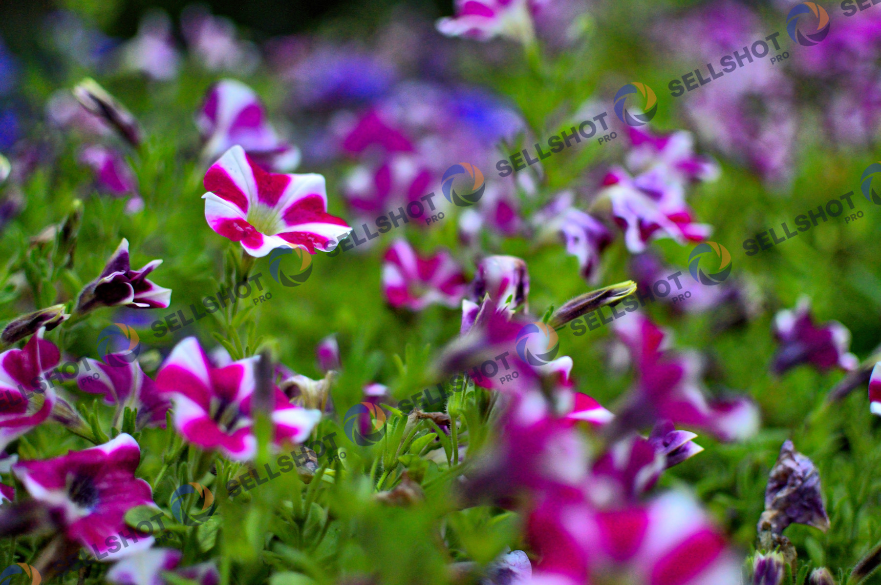 Flowers, after rainy day