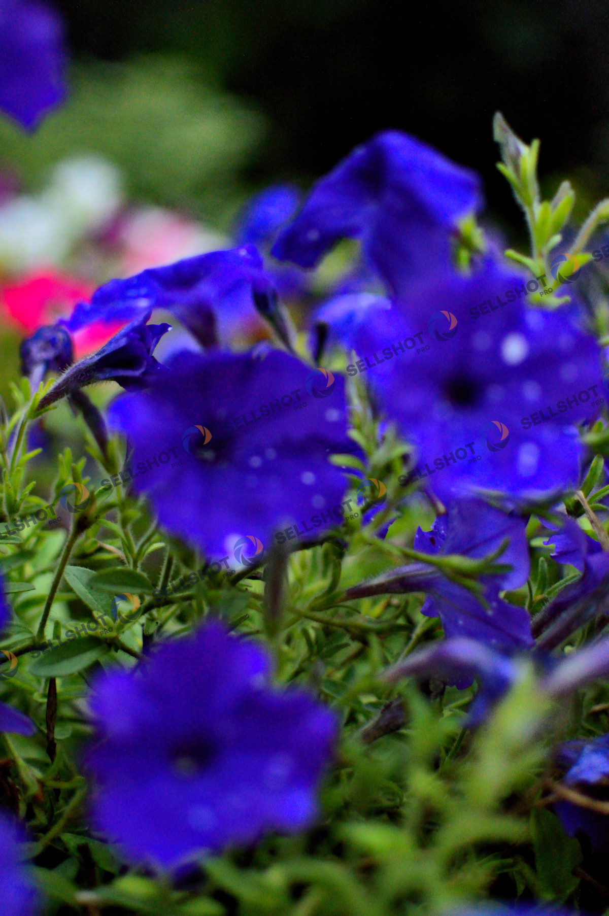 Flowers, after rainy day