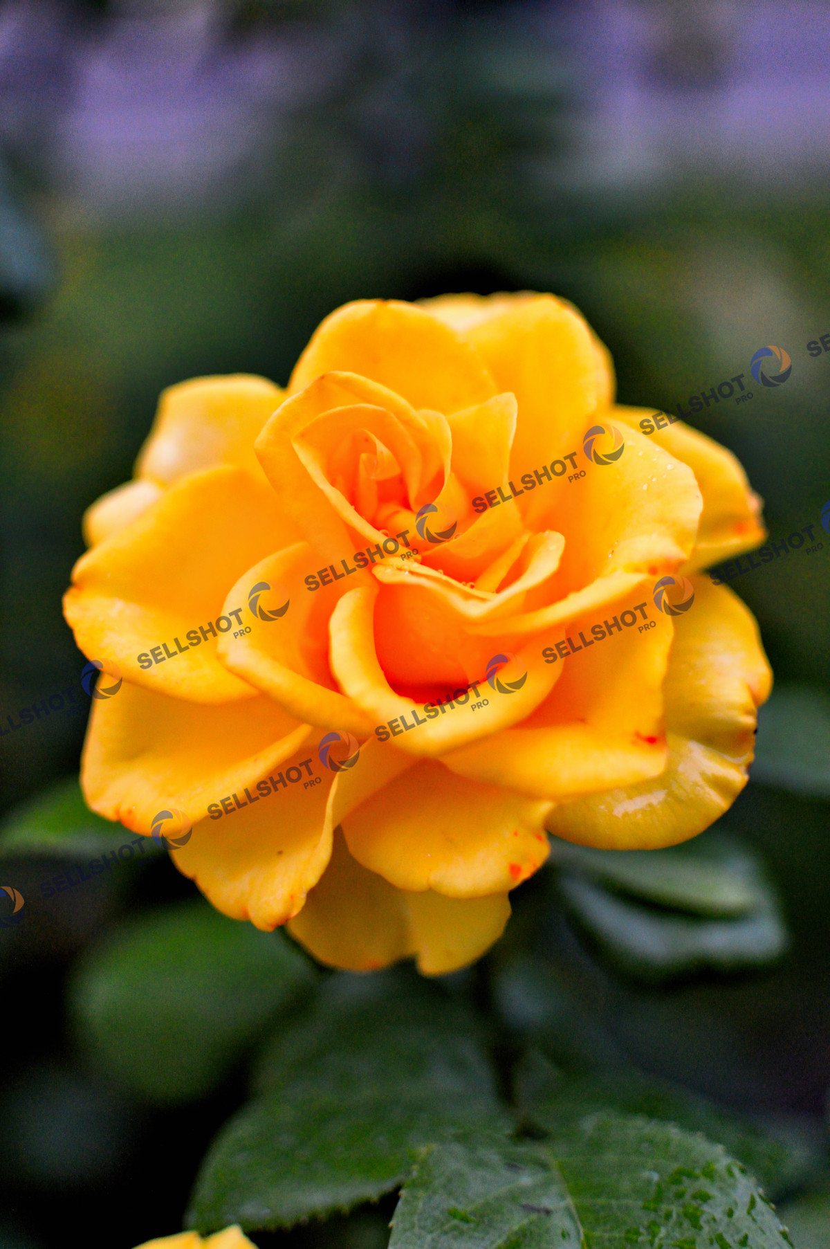Flowers, after rainy day