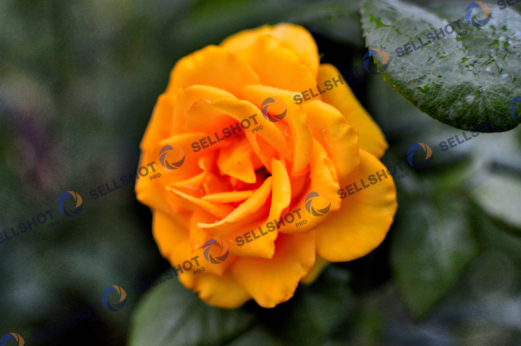 Flowers, after rainy day