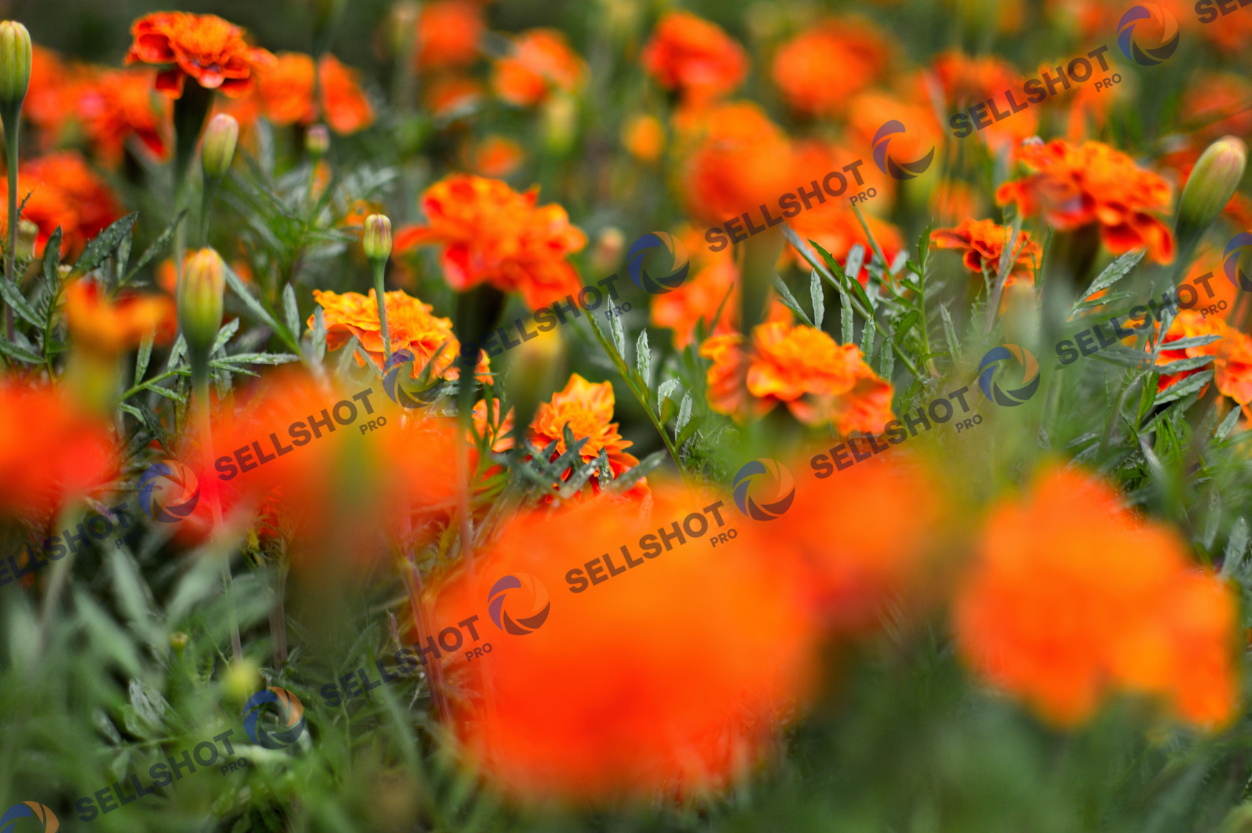 Flowers, after rainy day