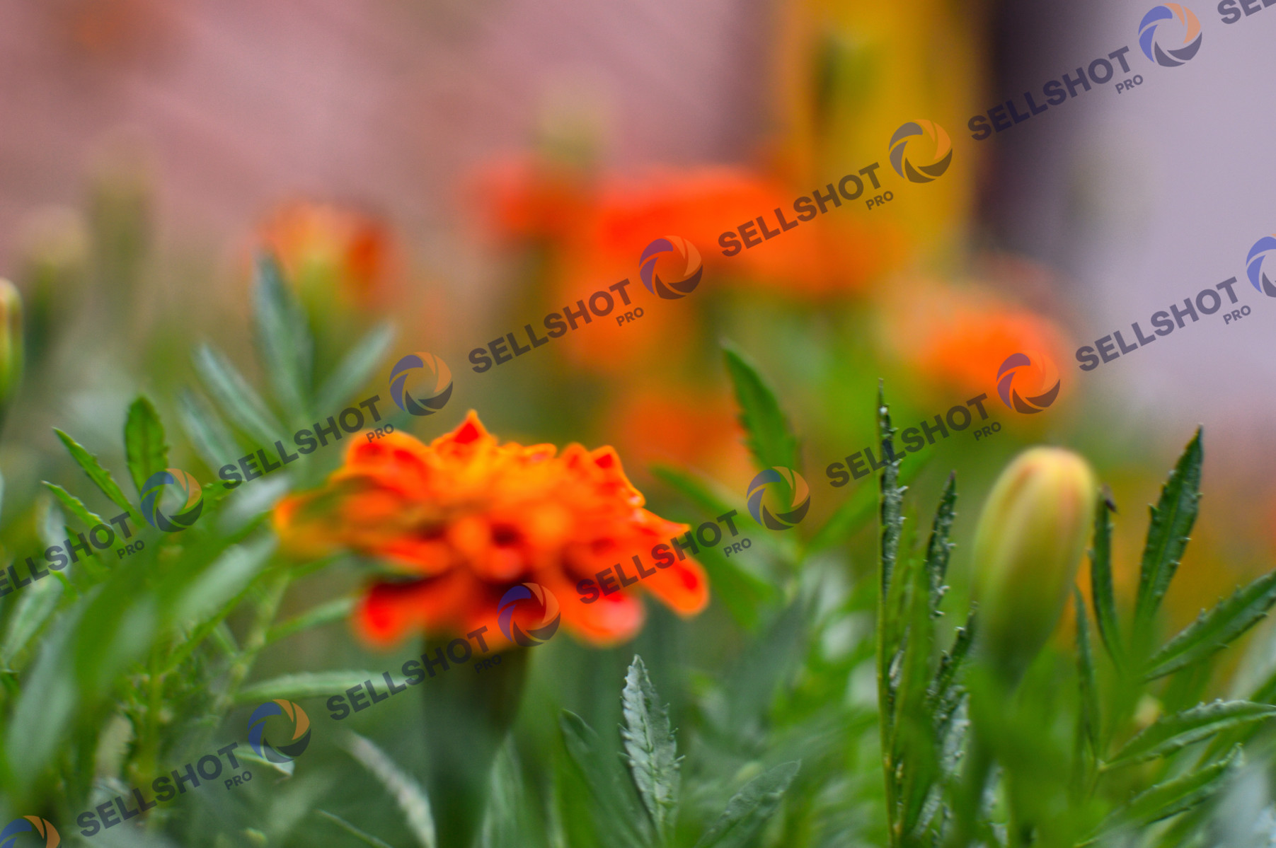 Flowers, after rainy day