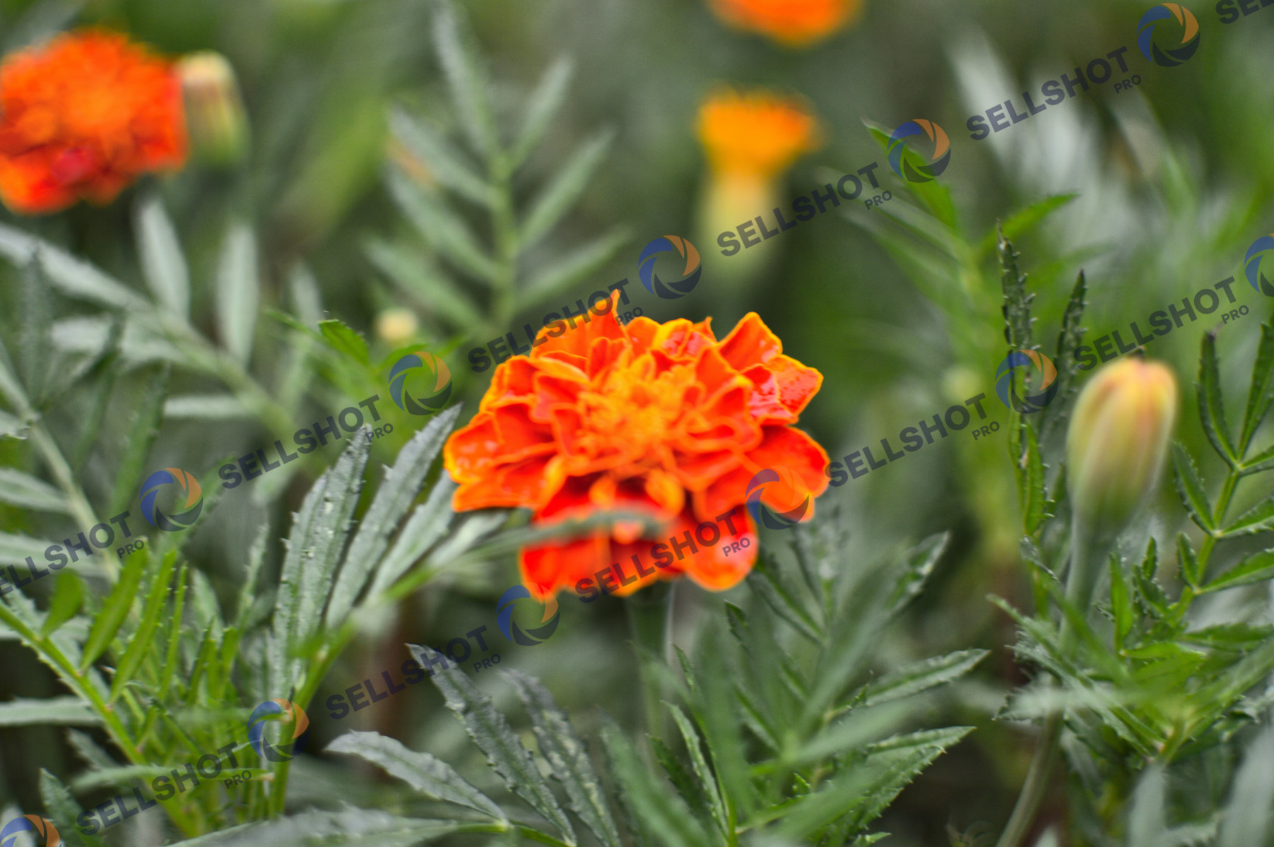 Flowers, after rainy day