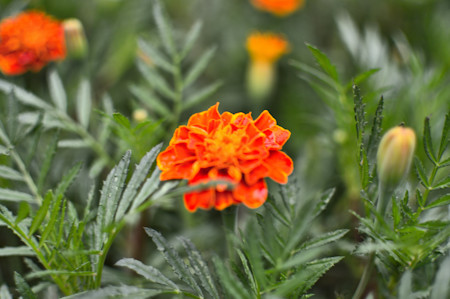 Dahlia
